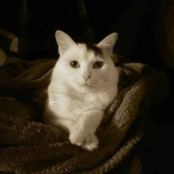 Meet your Posher, Maddie - Picture 2 of 7